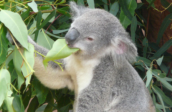 Beneficiile eucaliptului pentru sanatate