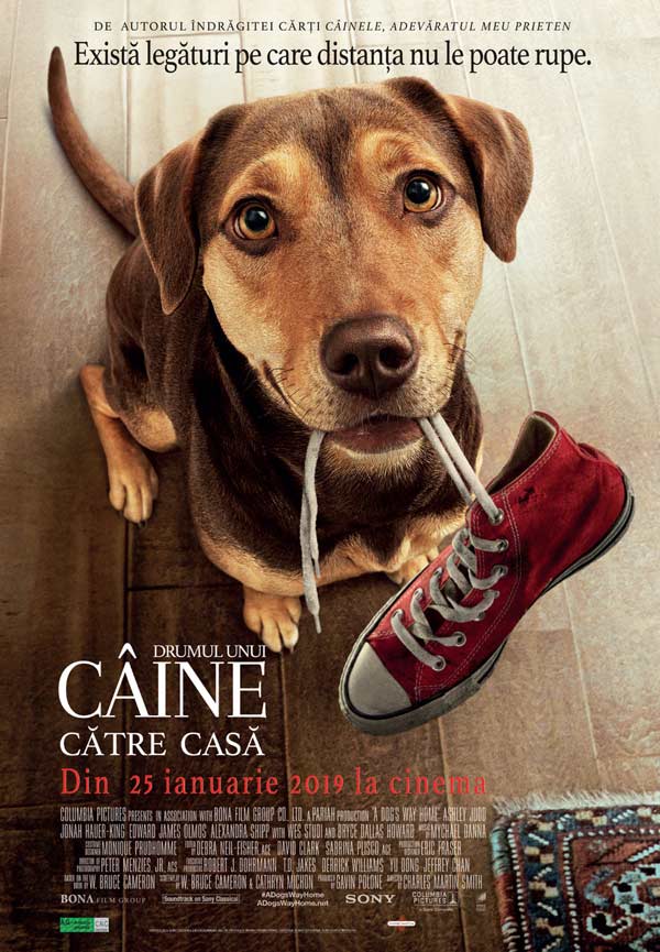 Drumul unui caine spre casa