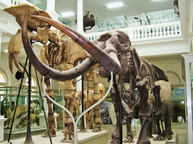 Muzeul Antipa Muzeul Antipa