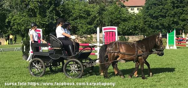 1 iunie la Karpatia Pony Show
