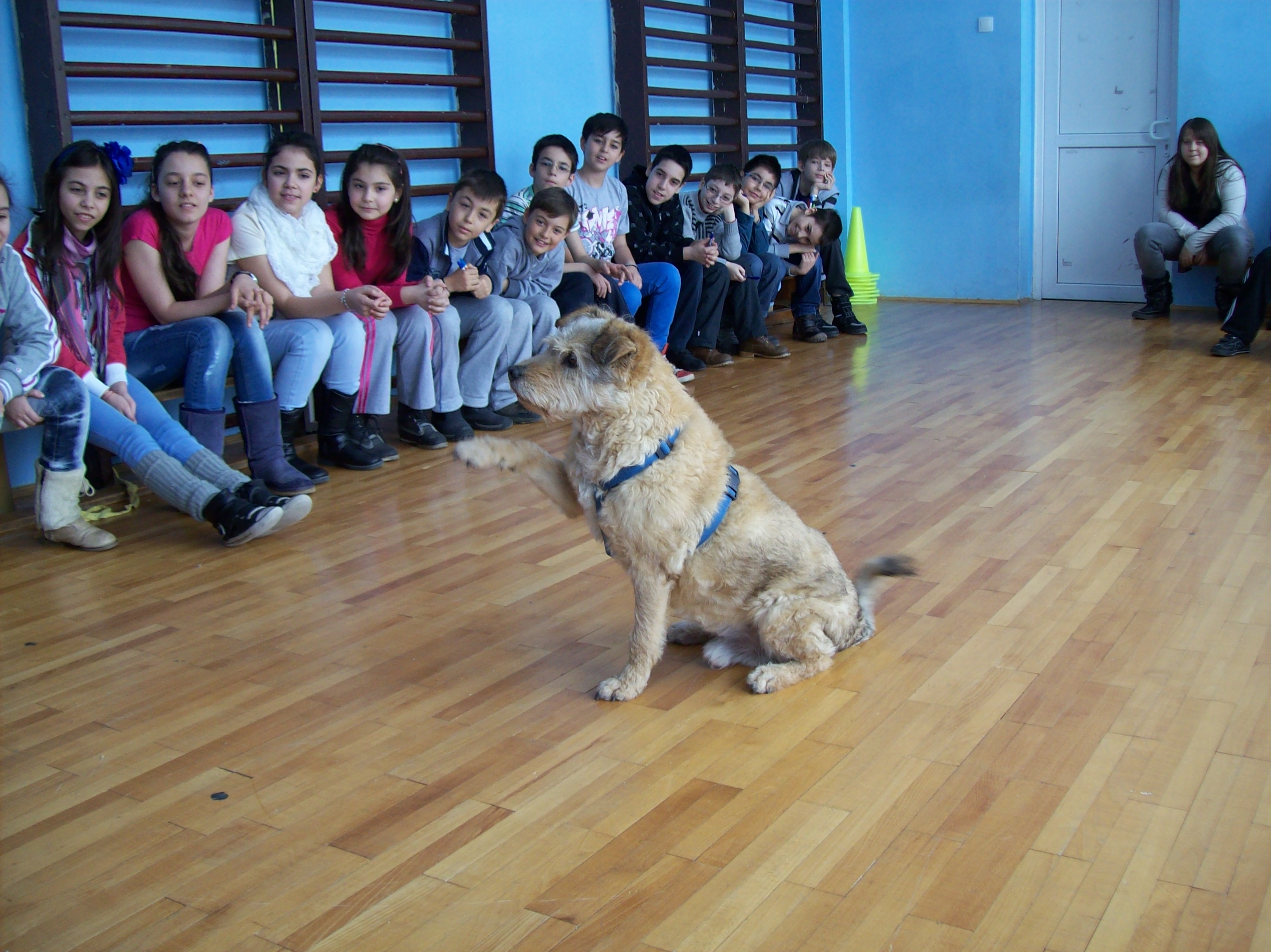 Clubul Cainilor Utilitari