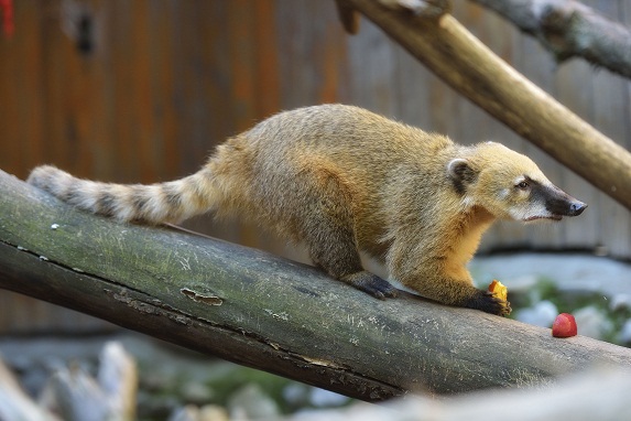 Digital Zoo, singura gradina zoologica virtuala din Romania, are o noua infatisare