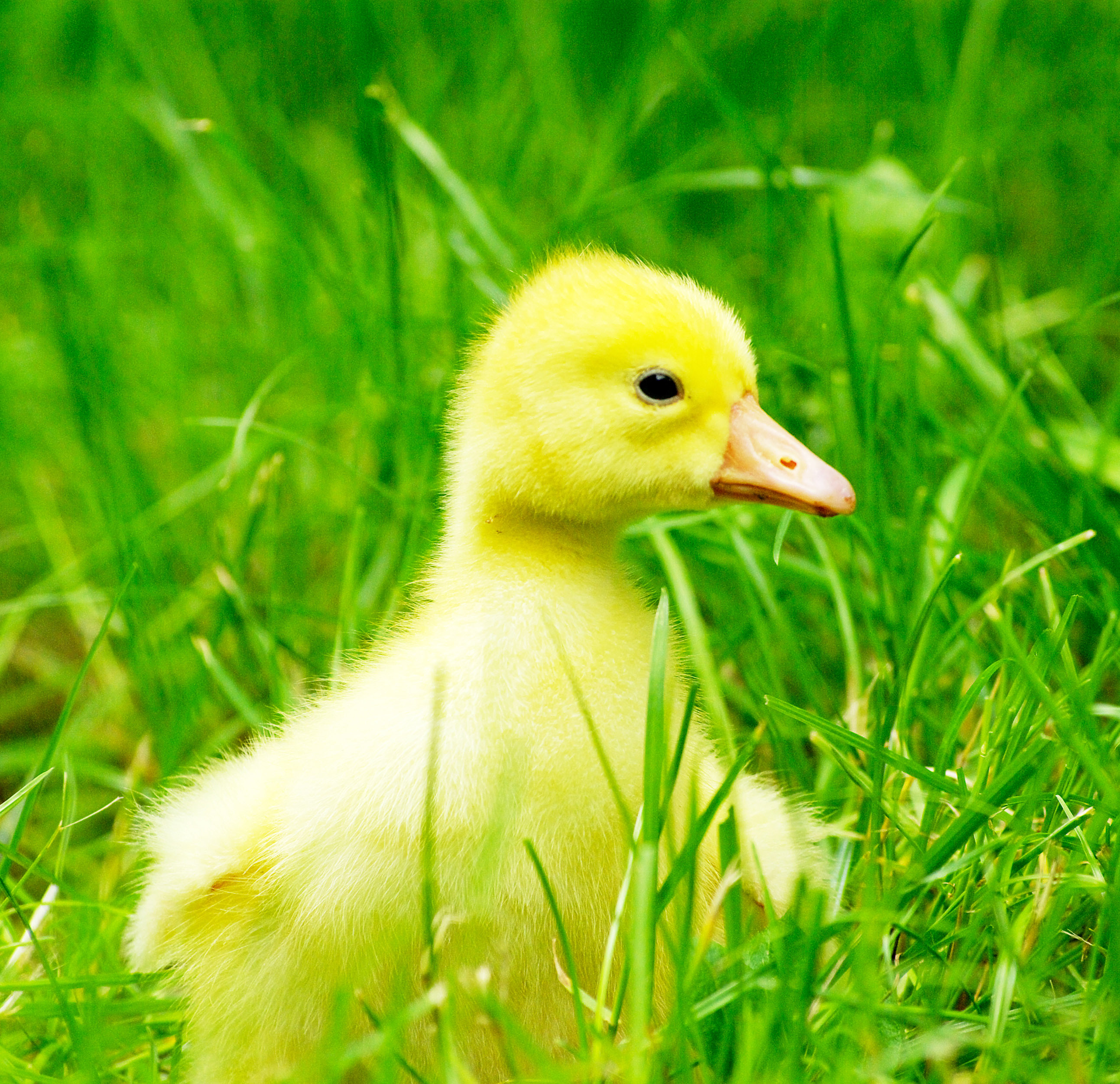 Familia mea de animale