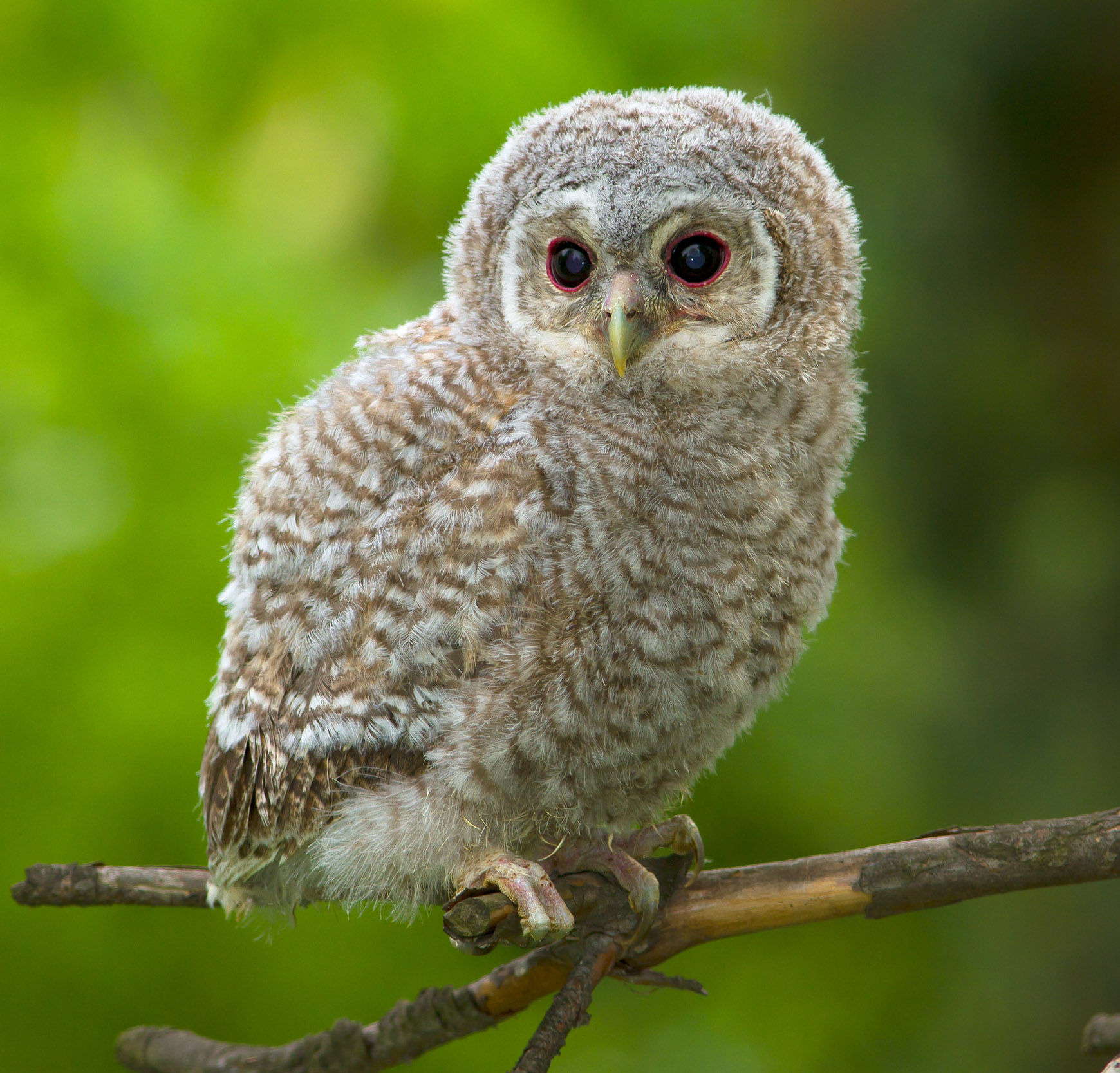 Prietenii mei animalele