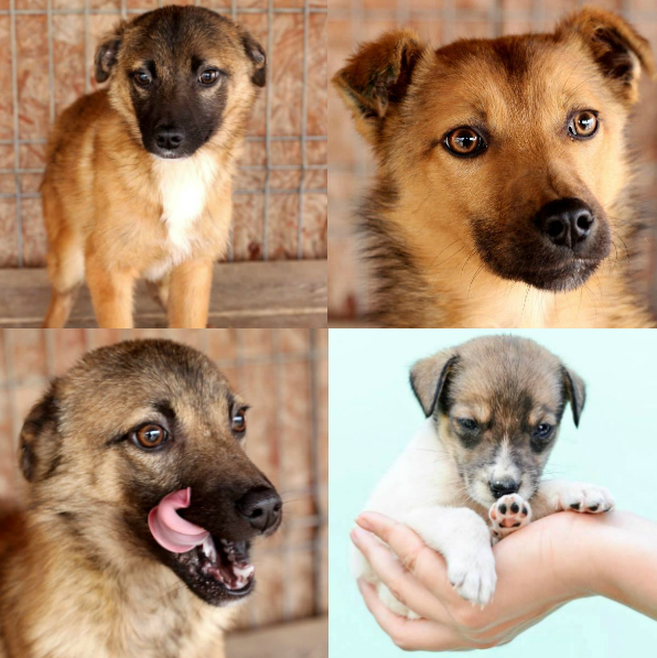 Jimmy, Cafeluta, Bella si Norocel