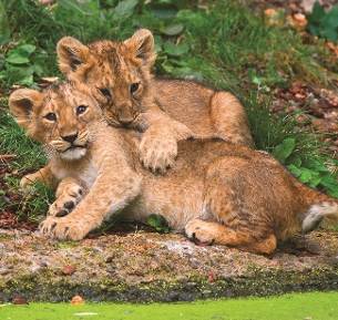 Familia mea de animale