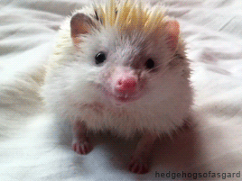 Ce scuze folosim cand nu ne facem temele