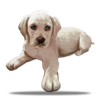 Catel Labrador