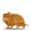 Hamster