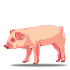 Porcusor isteric