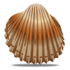 Scoica