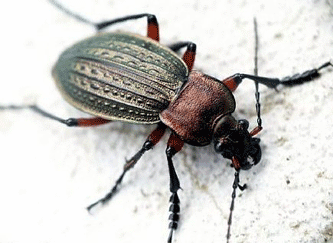 Carabus