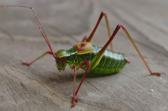 Lacusta Lacusta