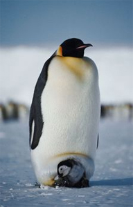 Pinguin