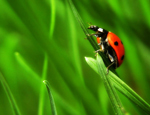 buburuza buburuza