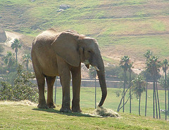 Elefant