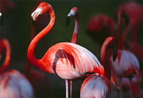 Flamingo