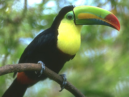 Tucan