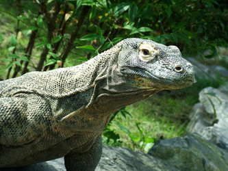 Dragonul de Komodo