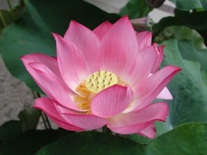 Lotus