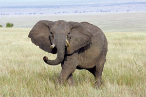 Elefant