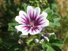 Nalba-de-Padure Nalba-de-Padure