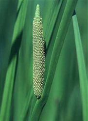 Obugeana Obugeana