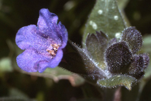 Plamanarica Plamanarica