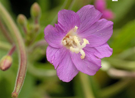 Pufulita Pufulita