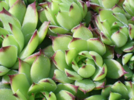 Urechelnita Urechelnita