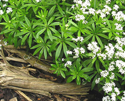 Vinarita Vinarita