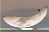 Moon skate