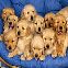 prieteni goldeni retrieveri
