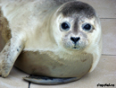 Foca - Trimite felicitare