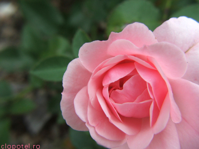 Pink Felicitare aleasa - Pink