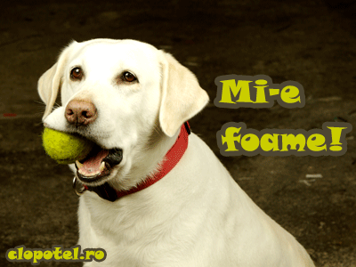 Felicitare aleasa - Mi-e foame