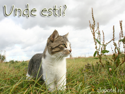 Felicitare aleasa - Unde esti?