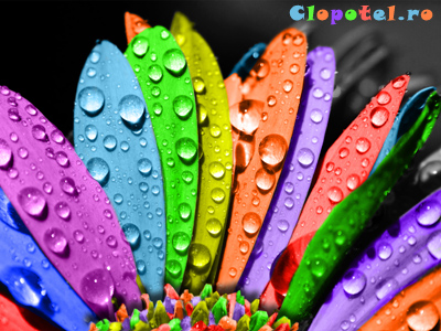 Floarea multicolora Felicitare aleasa - Floarea multicolora