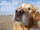 Mi-e dor de tine - Trimite felicitare