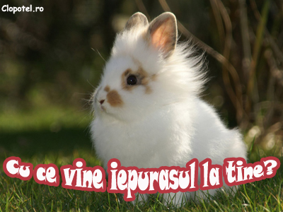 Iepuras Felicitare aleasa - Iepuras