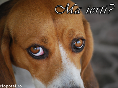 Ma ierti? Felicitare aleasa - Ma ierti?