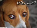 Ma ierti? - Trimite felicitare