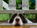 Imi pare rau - Trimite felicitare