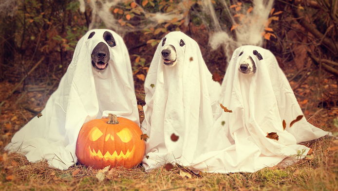 Test de cultura generala: Halloween