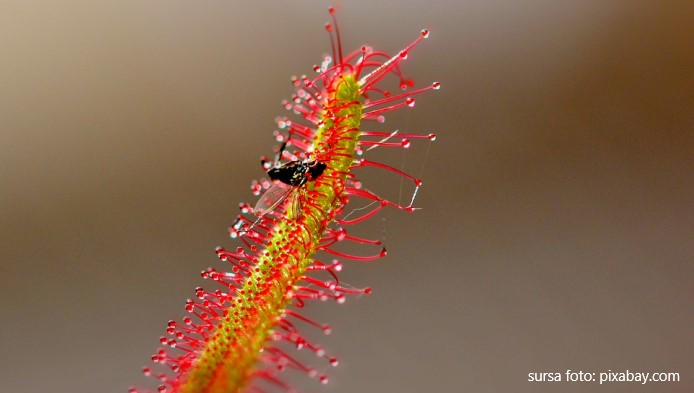 Test de cultura generala: Plantele carnivore