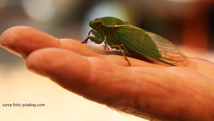 Test de cultura generala: Cicada, o insecta galagioasa