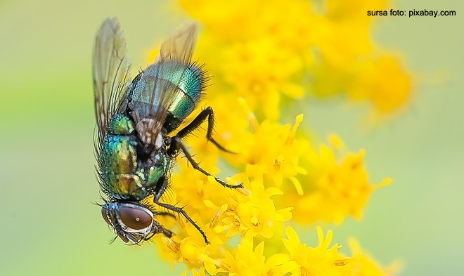 Test de cultura generala: Musca