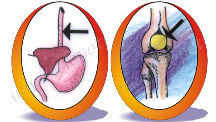 Test la anatomie: Corpul uman