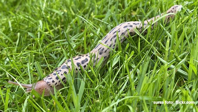 Test la zoologie: Limaxul