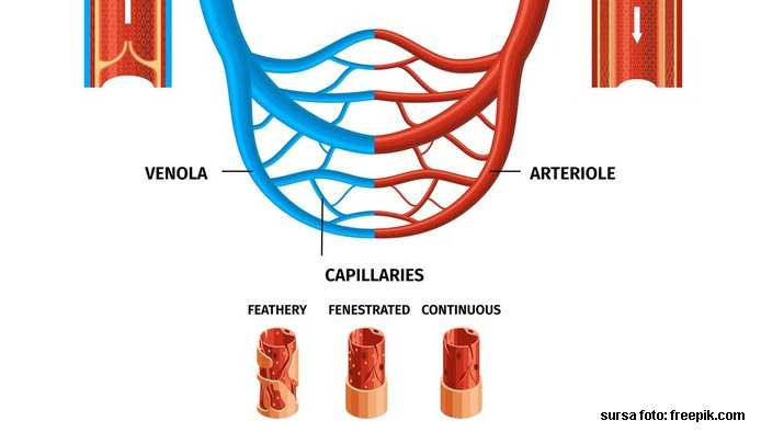 Test la anatomie: Capilarele si circulatia capilara